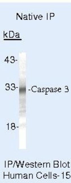Caspase 3 Monoclonal Antibody (3CSP03 (4.1.18)), Invitrogen 500 &mu;L;