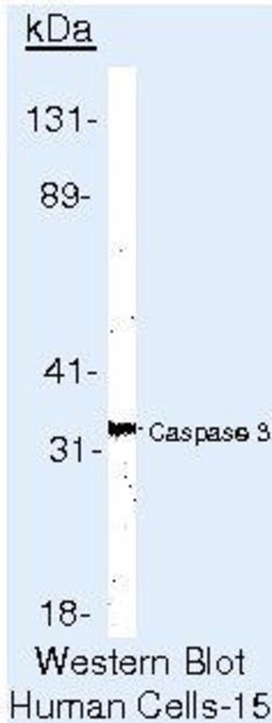 Caspase 3 Monoclonal Antibody (3CSP03 (4.1.18)), Invitrogen 500 &mu;L;