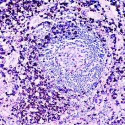 Invitrogen CD45RO Monoclonal Antibody (UCHL1) 500 &mu;L; Unconjugated:Antibodies,