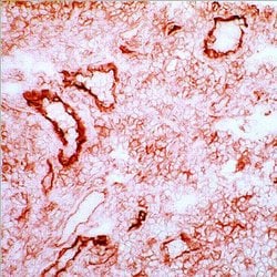 ICAM-1 Monoclonal Antibody (15.2), Invitrogen 500 &mu;L; Unconjugated:Antibodies,