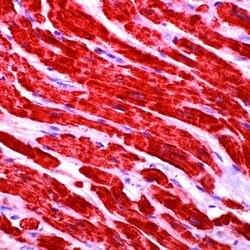 Invitrogen Cytochrome C Monoclonal Antibody (7H8.2C12) 500 &mu;L; Unconjugated:Antibodies,