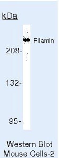 Filamin A Monoclonal Antibody (FLMN01 (PM6/317)), Invitrogen 500 &mu;L | Buy Online | Invitrogen | Fisher Scientific