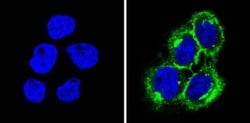 Invitrogen HLA-ABC Monoclonal Antibody (W6/32) 200 &mu;L; Unconjugated:Antibodies,