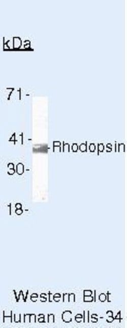 Invitrogen Rhodopsin Monoclonal Antibody (RET-P1) 500 &mu;L; Unconjugated:Anticuerpos