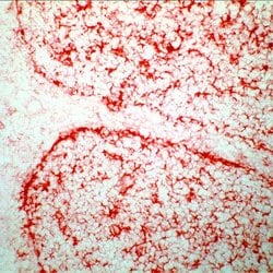 GGT1 Monoclonal Antibody (138H11), Invitrogen 500 &mu;L; Unconjugated:Antibodies,