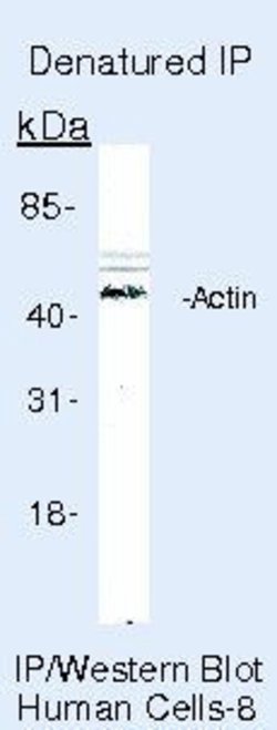 Actin Monoclonal Antibody (ACTN05 (C4)), Biotin, Invitrogen 500 &mu;L | Buy Online | Invitrogen | Fisher Scientific