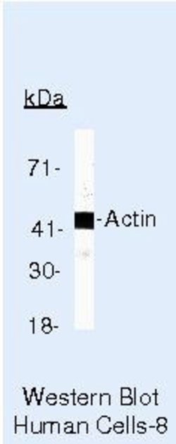 Actin Monoclonal Antibody (ACTN05 (C4)), Biotin, Invitrogen 500 &mu;L | Buy Online | Invitrogen | Fisher Scientific