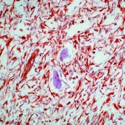 Vimentin Monoclonal Antibody (V9), Biotin, Invitrogen 500 &mu;L; Biotin:Antibodies,