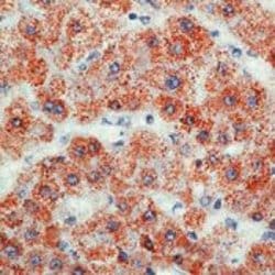 Mitochondria Monoclonal Antibody (MTC02), Invitrogen&trade;