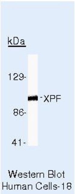 XPF Monoclonal Antibody (51), Invitrogen 500 &mu;L; Unconjugated:Antibodies,