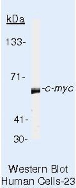 Invitrogen c-Myc Monoclonal Antibody (9E10.3) 500 &mu;L; Unconjugated:Antibodies,