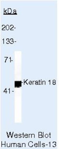 Invitrogen Cytokeratin 18 Monoclonal Antibody (DC10) 500 &mu;L; Unconjugated:Antikroppar