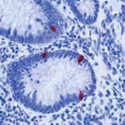 Serotonin Monoclonal Antibody (5HT-H209), Invitrogen 500 &mu;L; Unconjugated:Antibodies,