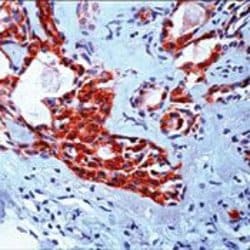 VEGF Monoclonal Antibody (VG1), Invitrogen 500 &mu;L; Unconjugated:Antibodies,