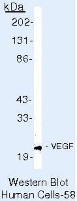VEGF Monoclonal Antibody (VG1), Invitrogen 500 &mu;L; Unconjugated:Antibodies,