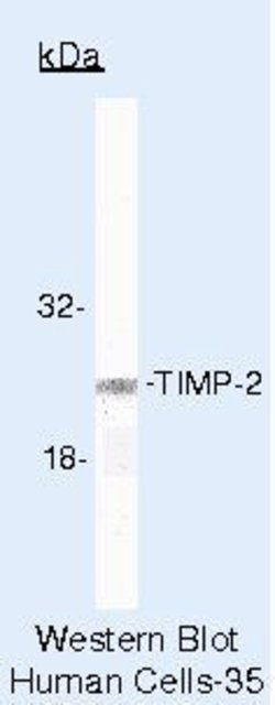 TIMP2 Monoclonal Antibody (3A4), Invitrogen 500 &mu;L | Buy Online | Invitrogen | Fisher Scientific