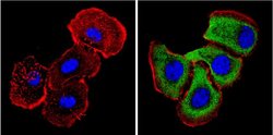 14-3-3 Pan Monoclonal Antibody (CG15), Invitrogen 500 &mu;L; Unconjugated:Antibodies,