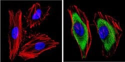 14-3-3 Pan Monoclonal Antibody (CG15), Invitrogen 500 &mu;L; Unconjugated:Antibodies,