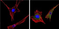 14-3-3 Pan Monoclonal Antibody (CG15), Invitrogen 500 &mu;L; Unconjugated:Antibodies,