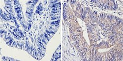 14-3-3 Pan Monoclonal Antibody (CG15), Invitrogen 500 &mu;L; Unconjugated:Antibodies,