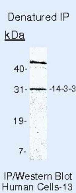 14-3-3 Pan Monoclonal Antibody (CG15), Invitrogen 500 &mu;L; Unconjugated:Antibodies,