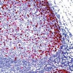 Pds1 Monoclonal Antibody (DCS-280), Invitrogen 500 &mu;L; Unconjugated:Antibodies,
