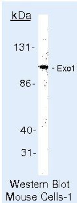 EXO1 Monoclonal Antibody (266), Invitrogen 500 &mu;L; Unconjugated:Antibodies,