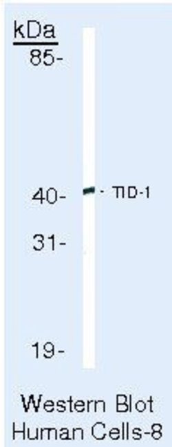 TID1 Monoclonal Antibody (RS13), Invitrogen 500 μL; Unconjugated:Antibodies,