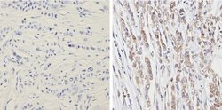 PTEN Monoclonal Antibody (17.A), Invitrogen 500 &mu;L; Unconjugated:Antibodies,