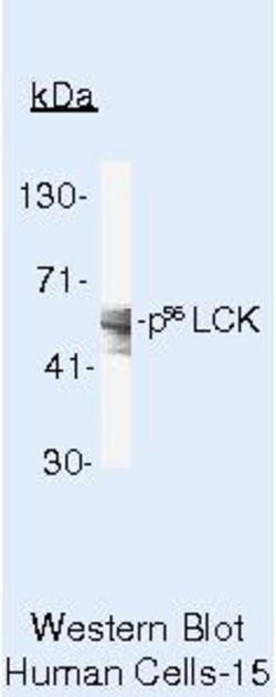 LCK Monoclonal Antibody (3A5), Invitrogen 500 &mu;L | Buy Online | Invitrogen | Fisher Scientific