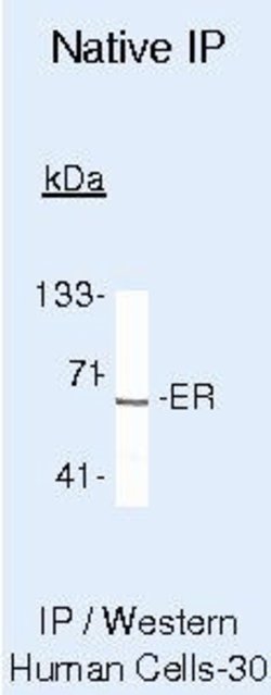 Estrogen Receptor alpha Monoclonal Antibody (AER314), Invitrogen 500 &mu;L;