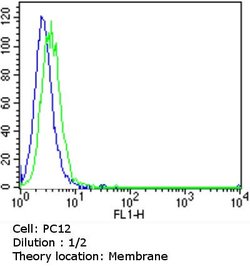 CD138 Monoclonal Antibody (MI15), Invitrogen 500 &mu;L; Unconjugated:Antibodies,