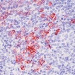 CD138 Monoclonal Antibody (MI15), Invitrogen 500 &mu;L; Unconjugated:Antibodies,