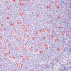 Invitrogen CD68 Monoclonal Antibody (PG-M1) 500 &mu;L; Unconjugated:Antibodies,