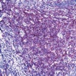 CD3 Monoclonal Antibody (F7.2.38), Invitrogen 500 &mu;L; Unconjugated:Antibodies,