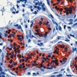Invitrogen Cytokeratin 19 Monoclonal Antibody (A53-B/A2.26 (Ks19.1)) 500 &mu;L | Buy Online | Invitrogen&trade; | Fisher Scientific