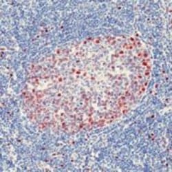 Invitrogen Cyclin D3 Monoclonal Antibody (DCS-22) 500 &mu;L; Unconjugated:Antibodies,
