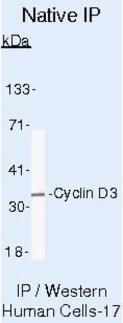 Invitrogen Cyclin D3 Monoclonal Antibody (DCS-22) 500 &mu;L; Unconjugated:Antibodies,