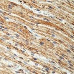 Invitrogen Prohibitin Monoclonal Antibody (II-14-10) 500 &mu;L; Unconjugated:Antibodies,