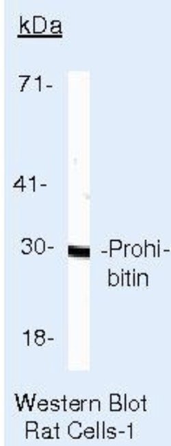 Invitrogen Prohibitin Monoclonal Antibody (II-14-10) 500 &mu;L; Unconjugated:Antibodies,