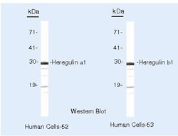 NRG1 Monoclonal Antibody (7D5), Invitrogen 500 &mu;L; Unconjugated:Antibodies,