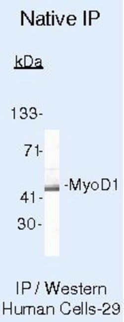 Invitrogen MYOD Monoclonal Antibody (5.8A) 500 &mu;L; Unconjugated:Antibodies,