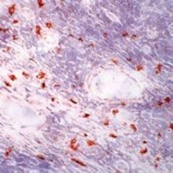 Invitrogen c-Kit Monoclonal Antibody (K45) 500 &mu;L; Unconjugated:Antibodies,