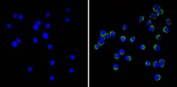 CD99 Monoclonal Antibody (HO36-1.1), Invitrogen 500 &mu;L; Unconjugated:Antibodies,