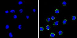 CD99 Monoclonal Antibody (HO36-1.1), Invitrogen 500 &mu;L; Unconjugated:Antibodies,