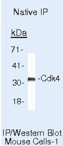 CDK4 Monoclonal Antibody (DCS-35), Biotin, Invitrogen 500 &mu;L; Biotin:Antibodies,