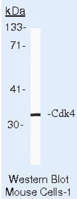 CDK4 Monoclonal Antibody (DCS-35), Biotin, Invitrogen 500 &mu;L; Biotin:Antibodies,