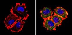 ErbB3 Monoclonal Antibody (H3.105.5 (Ab105)), Invitrogen 500 &mu;L; Unconjugated:Antibodies,