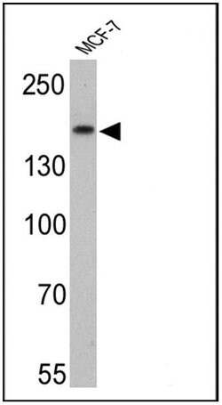 ErbB3 Monoclonal Antibody (H3.105.5 (Ab105)), Invitrogen 500 &mu;L; Unconjugated:Antibodies,