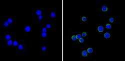 ICAM-1 Monoclonal Antibody (W-CAM-1), Invitrogen 500 &mu;L; Unconjugated:Anticuerpos